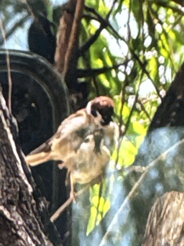 Eurasian Tree Sparrow