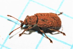 Cimberis decipiens