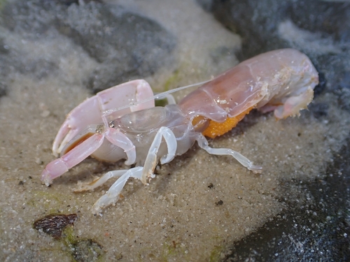 Trypaea australiensis observed 2026-08-14