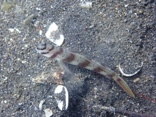 Amblyeleotris diagonalis observed 2026-08-13