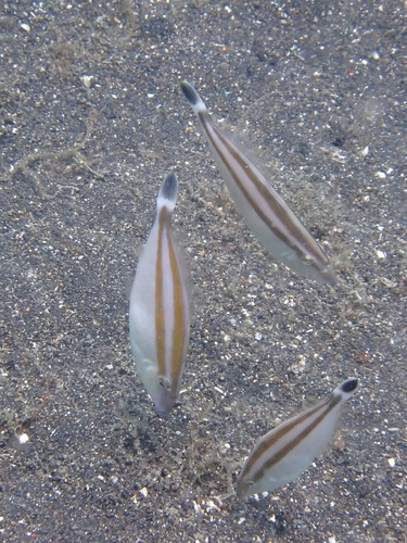 Pseudalutarius nasicornis observed 2026-08-13