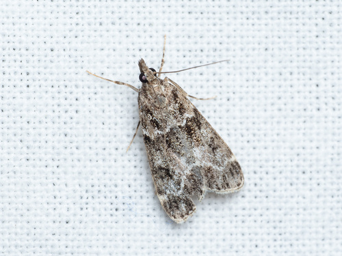 Small Grey