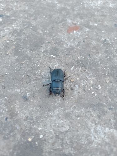 Lesser Stag Beetle