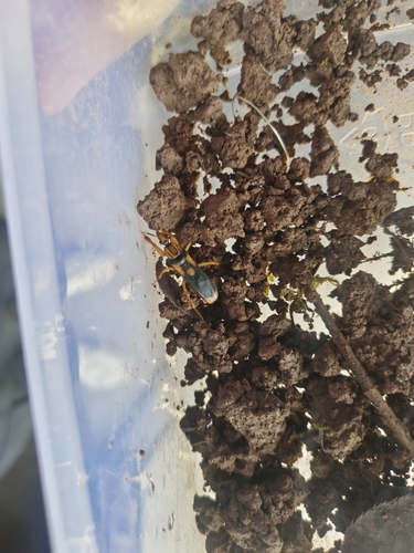 Sirthenea flavipes