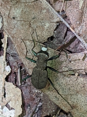 Apterodela unipunctata