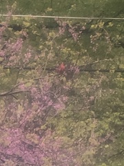 Cardinalis