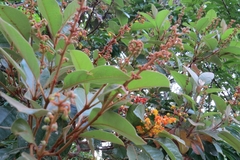 Byrsonima crassifolia