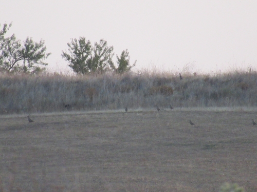 Red-legged Partridge