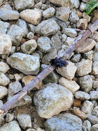Two-spotted Longhorn Bee