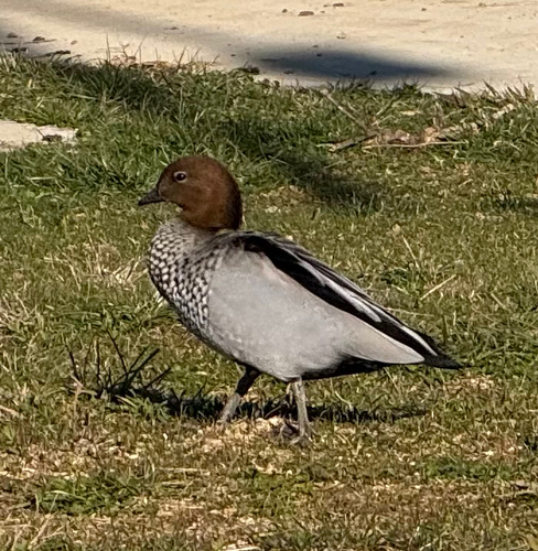 Australian Wood Duck