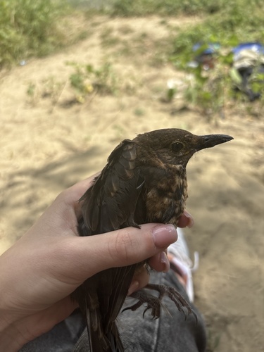 Eurasian Blackbird