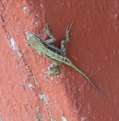 Anolis mccraniei