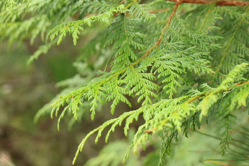 Chamaecyparis formosensis, 2026-08-13