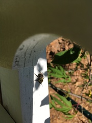 Oestrinae