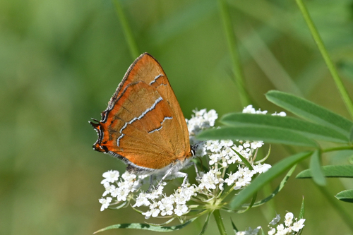 Brown Hairstreak