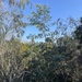Acacia mearnsii