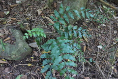 Cyrtomium luctuosum