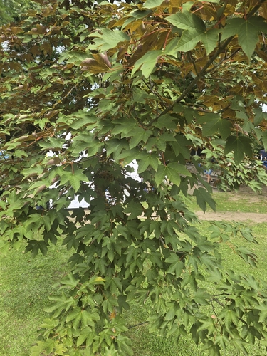 sycamore maple