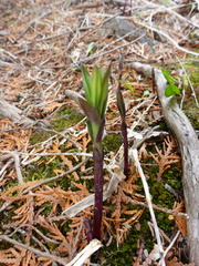 Lilieae