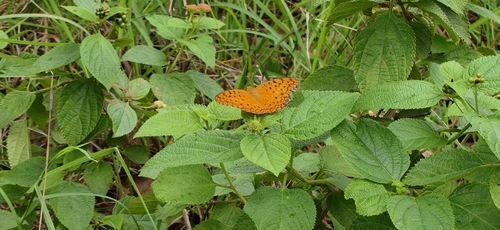 Common Leopard