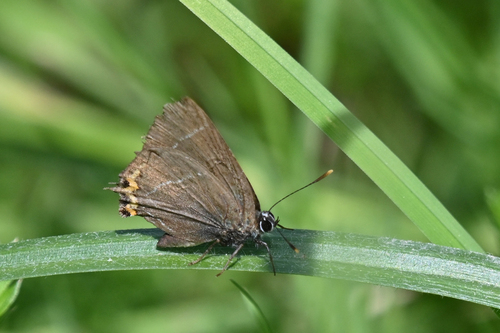 White-letter Hairstreak