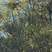 Acacia melanoxylon