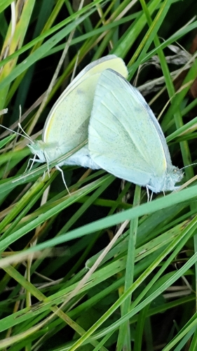 Small White