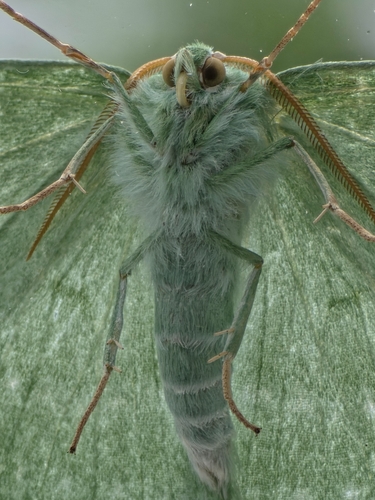 Large Emerald