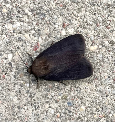 Amphipyra livida