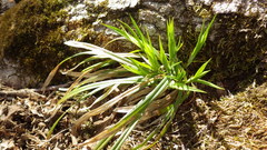 Carex backii