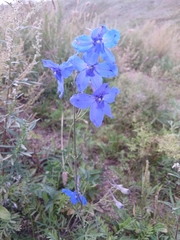 Delphinium grandiflorum, photograph (c) Святослав Власенко, some rights reserved (CC BY)