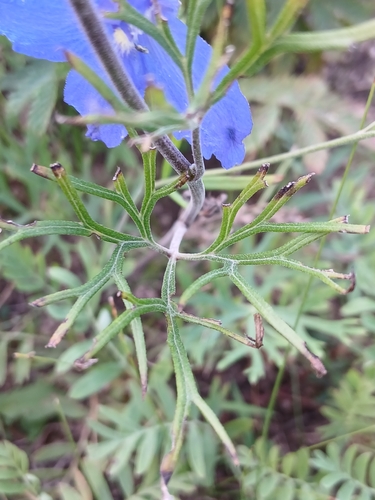 Delphinium grandiflorum, photograph 6