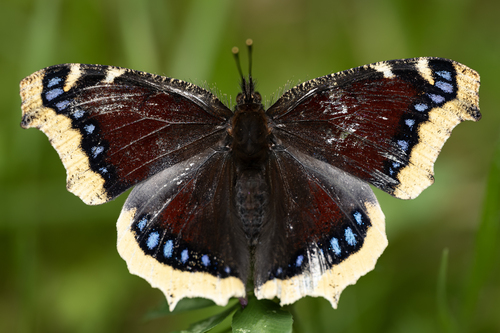 Mourning Cloak