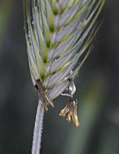 Secale cereale, photograph 6