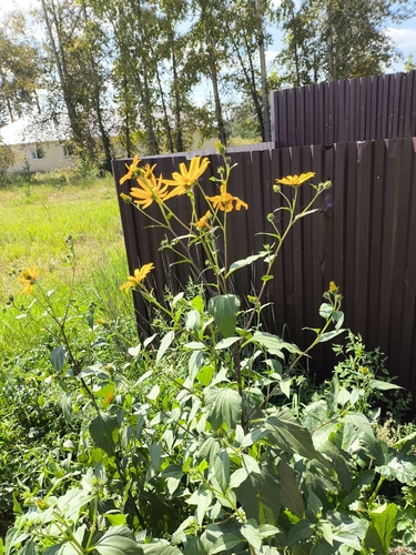 Jerusalem artichoke