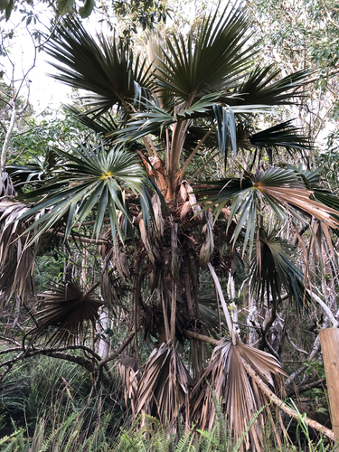 Pritchardia minor observed 2025-12-01