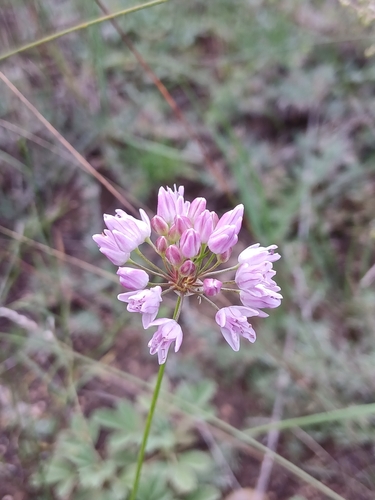 Allium bidentatum, photograph 6
