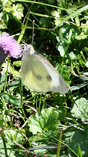 Large White