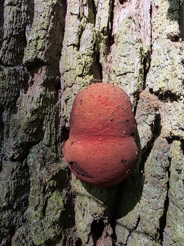 Beefsteak Polypore