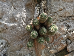 Mammillaria voburnensis