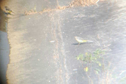 Grey Wagtail