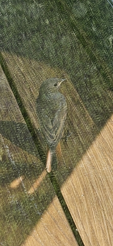Black Redstart
