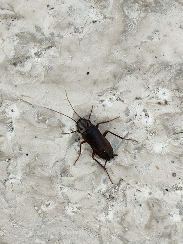 Oriental Cockroach