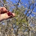 Acacia horrida