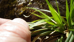 Carex backii