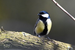 Parus major