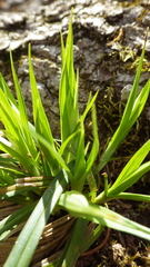 Carex backii