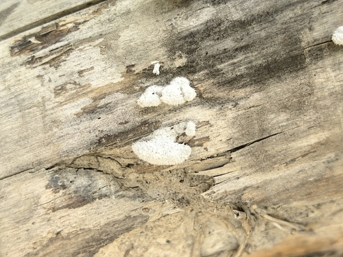 splitgill mushroom