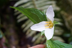 Trillium ovatum ovatum