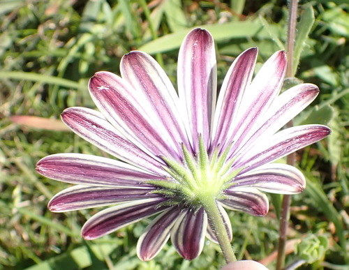 Dimorphotheca pluvialis, photograph 4